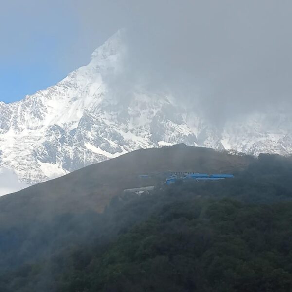 Scenic Mardi Himal trek through rhododendron forests with Machhapuchhre views